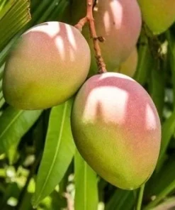 Karen Michelle Mango, grafted in 3 gallons pot, No Ship to HI - Image 1