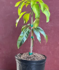 Karen Michelle Mango, grafted in 3 gallons pot, No Ship to HI - Image 4