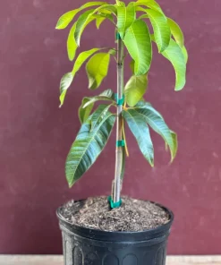 Karen Michelle Mango, grafted in 3 gallons pot, No Ship to HI - Image 5