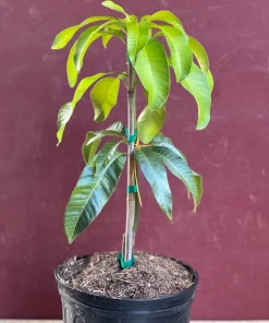 Karen Michelle Mango, grafted in 3 gallons pot, No Ship to HI - Image 6