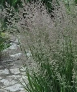 Karl Foerster Feather Reed Grass Live Plant – Quart Pot – Outdoor Ornamental Grass - Image 2