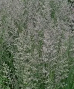 Karl Foerster Feather Reed Grass Live Plant – Quart Pot – Outdoor Ornamental Grass - Image 3