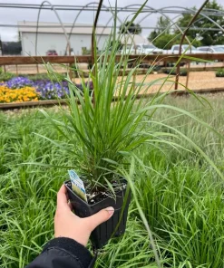 Karl Foerster Feather Reed Grass Live Plant – Quart Pot – Outdoor Ornamental Grass - Image 4