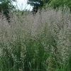 Karl Foerster Feather Reed Grass Live Plant – Quart Pot – Outdoor Ornamental Grass - Image 1