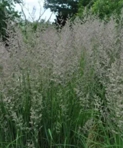Karl Foerster Feather Reed Grass Live Plant – Quart Pot – Outdoor Ornamental Grass - Image 1