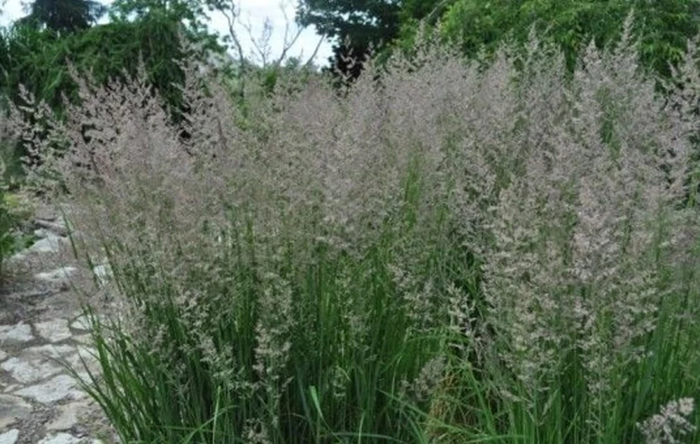 Karl Foerster Feather Reed Grass Live Plant – Quart Pot – Outdoor Ornamental Grass - Image 1