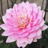 Karma Prospero Decorative Dahlia Bulbs - 1 Clump, Soft Lilac, 36" Tall - Image 1