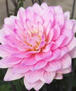 Karma Prospero Decorative Dahlia Bulbs - 1 Clump, Soft Lilac, 36