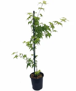 Katsura Japanese Maple Live Plant - Acer palmatum - Quart Pot - Zones 5-8 - Image 2