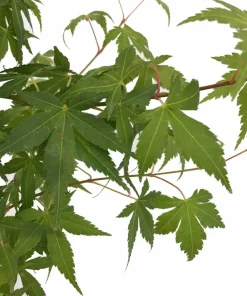 Katsura Japanese Maple Live Plant - Acer palmatum - Quart Pot - Zones 5-8 - Image 3