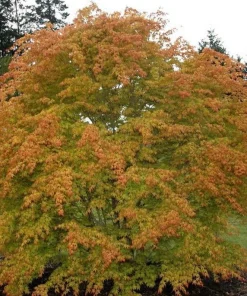 Katsura Japanese Maple Live Plant - Acer palmatum - Quart Pot - Zones 5-8 - Image 4