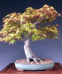 Katsura Japanese Maple Live Plant - Acer palmatum - Quart Pot - Zones 5-8 - Image 5