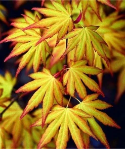 Katsura Japanese Maple Live Plant - Acer palmatum - Quart Pot - Zones 5-8 - Image 1