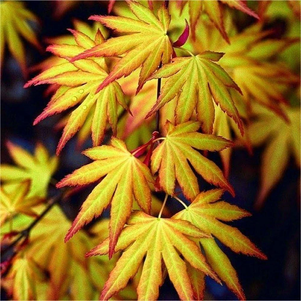 Katsura Japanese Maple Live Plant - Acer palmatum - Quart Pot - Zones 5-8 - Image 1