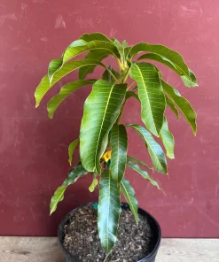 Kesar Mango Tree, grafted in 3 gallons pot, No Ship to CA and HI - Image 2