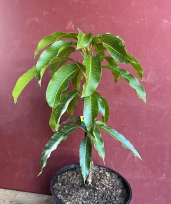 Kesar Mango Tree, grafted in 3 gallons pot, No Ship to CA and HI - Image 3
