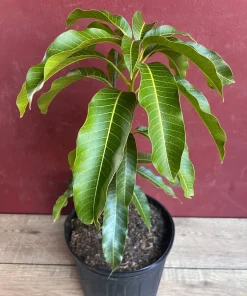 Kesar Mango Tree, grafted in 3 gallons pot, No Ship to CA and HI - Image 4