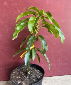 Kesar Mango Tree, grafted in 3 gallons pot, No Ship to CA and HI - Image 5