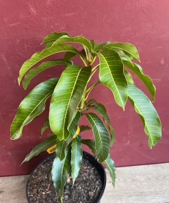 Kesar Mango Tree, grafted in 3 gallons pot, No Ship to CA and HI - Image 6