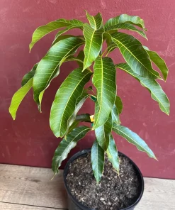 Kesar Mango Tree, grafted in 3 gallons pot, No Ship to CA and HI - Image 7