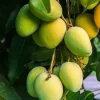 Kesar Mango Tree, grafted in 3 gallons pot, No Ship to CA and HI - Image 1