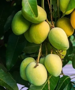 Kesar Mango Tree, grafted in 3 gallons pot, No Ship to CA and HI - Image 1