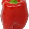 Keystone Giant Sweet Pepper Seeds - 20 Count - Huge, Thick-Walled Bell Peppers - Image 1