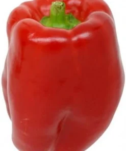 Keystone Giant Sweet Pepper Seeds - 20 Count - Huge, Thick-Walled Bell Peppers - Image 1