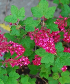 King Edward VII Blue Currant Bush Live Plant – 4 inch Pot – Outdoor Fruit Shrub - Image 2