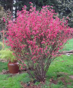 King Edward VII Blue Currant Bush Live Plant – 4 inch Pot – Outdoor Fruit Shrub - Image 3