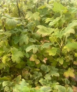 King Edward VII Blue Currant Bush Live Plant – 4 inch Pot – Outdoor Fruit Shrub - Image 4
