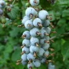 King Edward VII Blue Currant Bush Live Plant – 4 inch Pot – Outdoor Fruit Shrub - Image 1