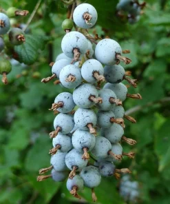 King Edward VII Blue Currant Bush Live Plant – 4 inch Pot – Outdoor Fruit Shrub - Image 1