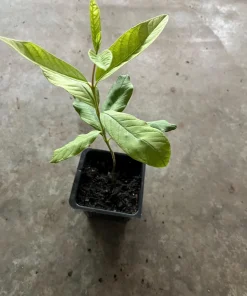 King Kong Guava Live Plant - Sweet Fruit Tree, 4 inch Pot, 8 inch Tall - Image 2