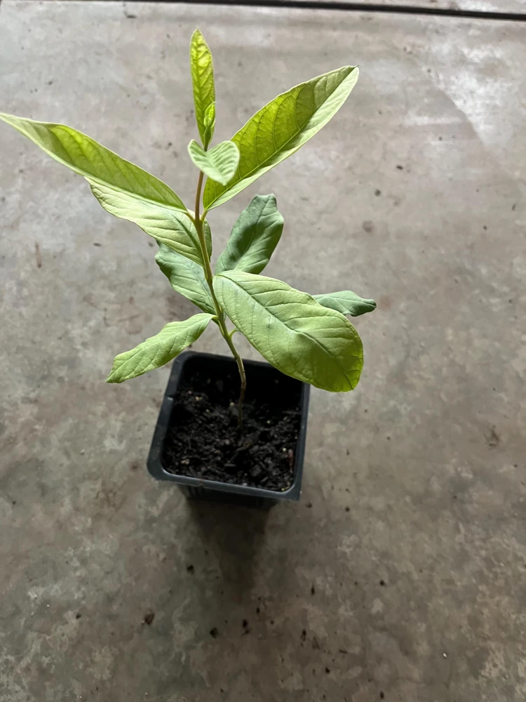 King Kong Guava Live Plant - Sweet Fruit Tree, 4 inch Pot, 8 inch Tall - Image 2