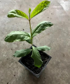 King Kong Guava Live Plant - Sweet Fruit Tree, 4 inch Pot, 8 inch Tall - Image 3