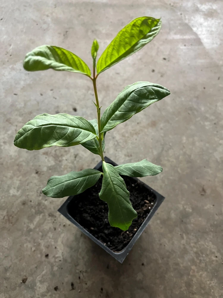 King Kong Guava Live Plant - Sweet Fruit Tree, 4 inch Pot, 8 inch Tall - Image 3