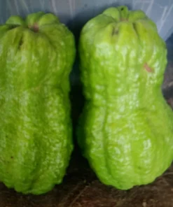 King Kong Guava Live Plant - Sweet Fruit Tree, 4 inch Pot, 8 inch Tall - Image 4