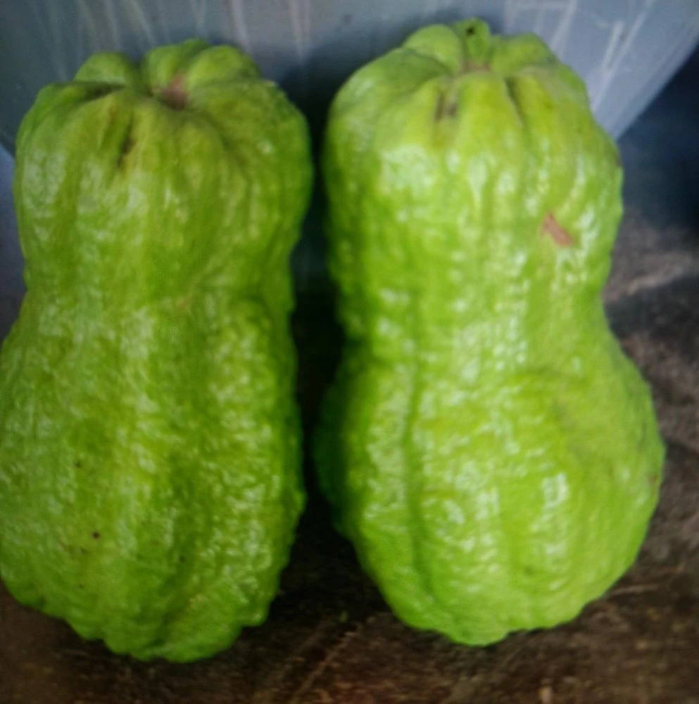 King Kong Guava Live Plant - Sweet Fruit Tree, 4 inch Pot, 8 inch Tall - Image 4