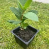 King Kong Guava Live Plant - Sweet Fruit Tree, 4 inch Pot, 8 inch Tall - Image 1