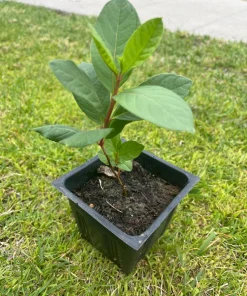 King Kong Guava Live Plant - Sweet Fruit Tree, 4 inch Pot, 8 inch Tall - Image 1