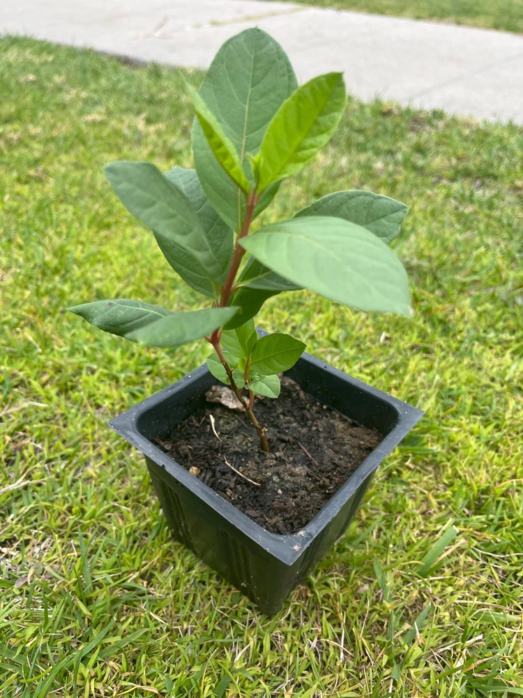 King Kong Guava Live Plant - Sweet Fruit Tree, 4 inch Pot, 8 inch Tall - Image 1