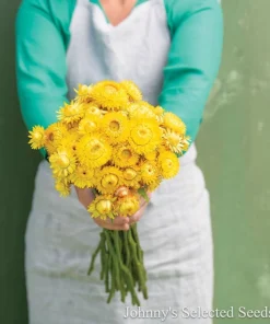 King Size Gold Strawflower Live Plant - Helichrysum bracteatum - 3" Pot - Image 2