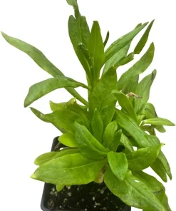 King Size Gold Strawflower Live Plant - Helichrysum bracteatum - 3