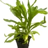 King Size Gold Strawflower Live Plant - Helichrysum bracteatum - 3" Pot - Image 1