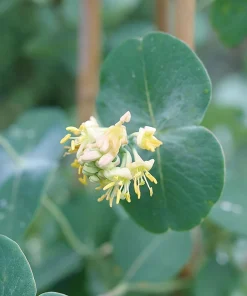 Kintzley's Ghost Honeysuckle Live Plant – Lonicera – 4 inch Pot – Outdoor Vine - Image 3