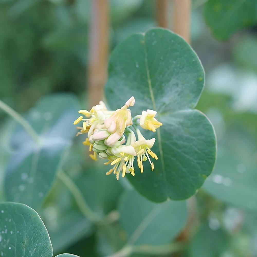 Kintzley's Ghost Honeysuckle Live Plant – Lonicera – 4 inch Pot – Outdoor Vine - Image 3