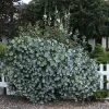 Kintzley's Ghost Honeysuckle Live Plant – Lonicera – 4 inch Pot – Outdoor Vine - Image 1