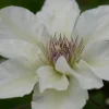 Kitty Boulevard Clematis Vine - White Fragrant Live Plant - 2.5" Pot - Image 1
