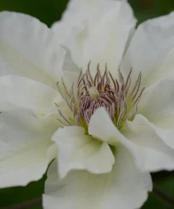 Kitty Boulevard Clematis Vine - White Fragrant Live Plant - 2.5" Pot - Image 1